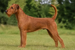Irish Terrier — red coat
