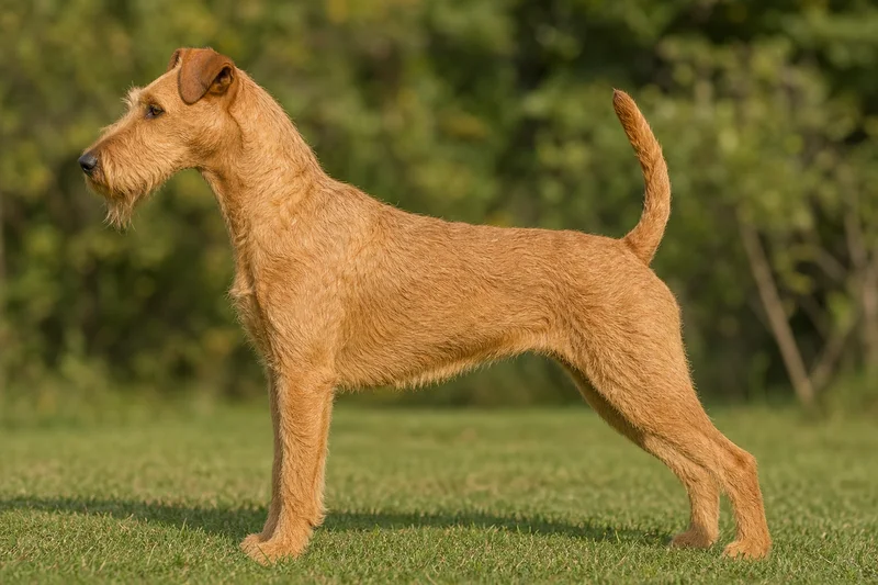 Irish Terrier — wheaten coat