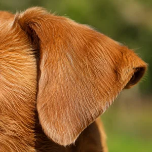 Irish Terrier — ears