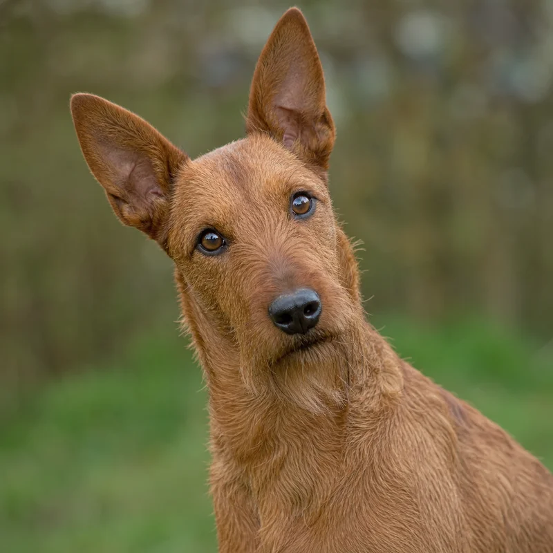 Irish Terrier — alert