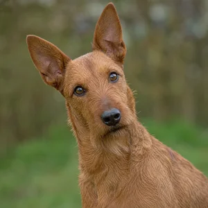 Irish Terrier — alert