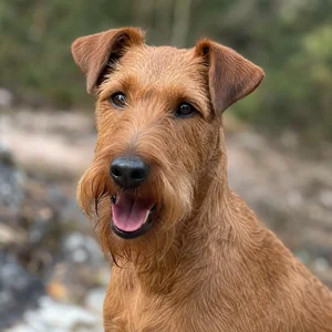 Irish Terrier — happy