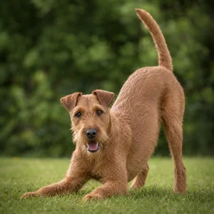 Irish Terrier — playful