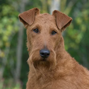 Irish Terrier — relaxed