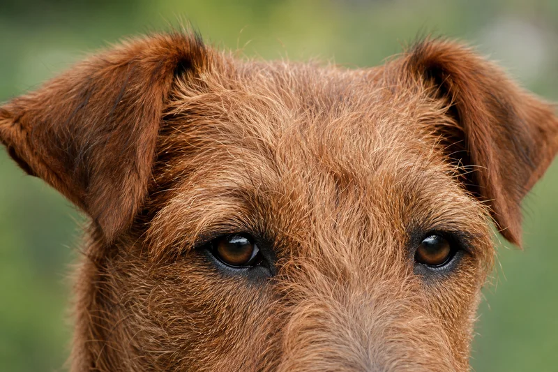 Irish Terrier — eyes