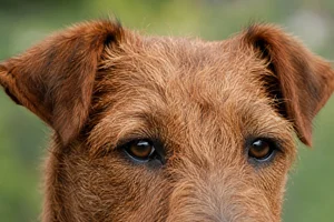 Irish Terrier — eyes