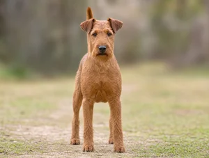Irish Terrier — front