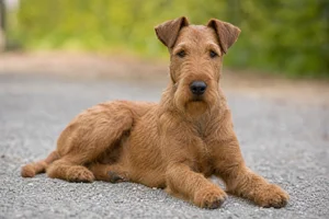 Irish Terrier — lying down
