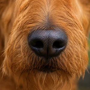 Irish Terrier — nose