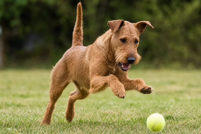 Irish Terrier — playing
