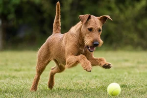 Irish Terrier — playing