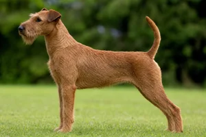 Irish Terrier dog