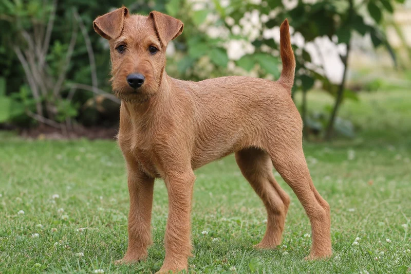 Irish Terrier — puppy (~4 mo)