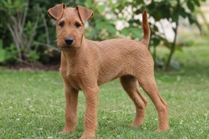 Irish Terrier — puppy (~4 mo)