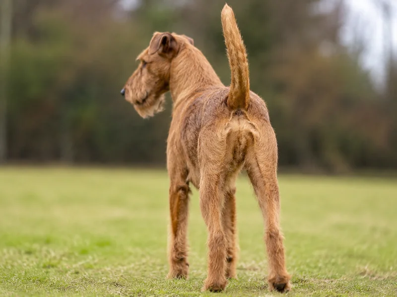 Irish Terrier — rear