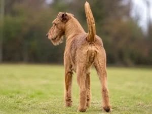 Irish Terrier — rear