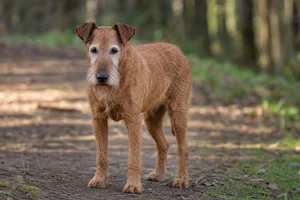Irish Terrier — senior