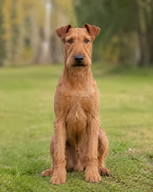 Irish Terrier — sitting