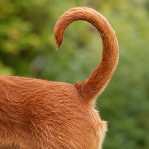 Irish Terrier — tail
