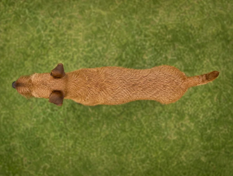 Irish Terrier — top