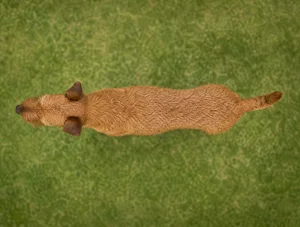 Irish Terrier — top