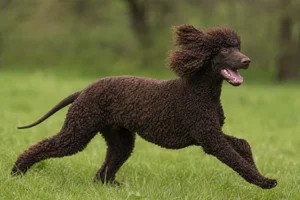 Irish Water Spaniel — running