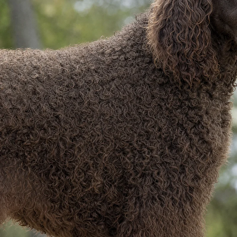 Irish Water Spaniel — coat texture
