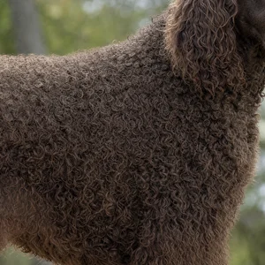 Irish Water Spaniel — coat texture