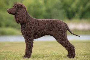 Irish Water Spaniel — Liver coat