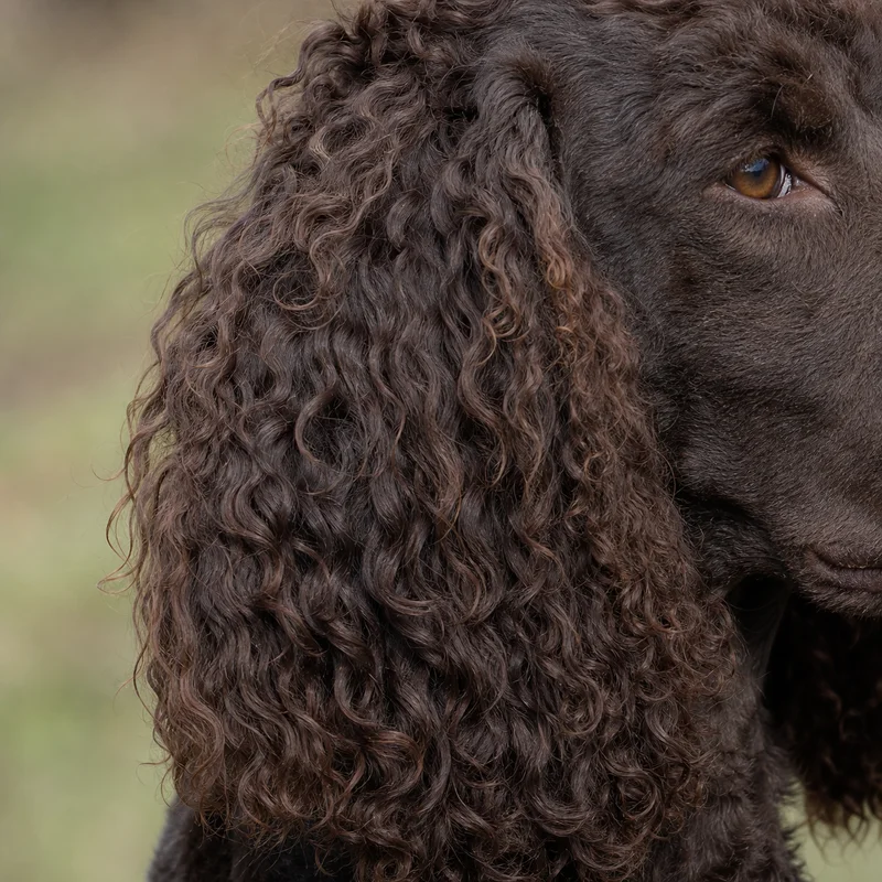 Irish Water Spaniel — ears