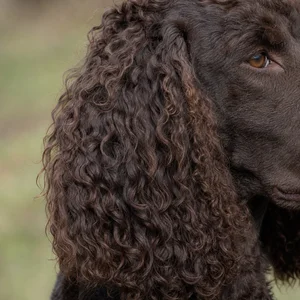 Irish Water Spaniel — ears