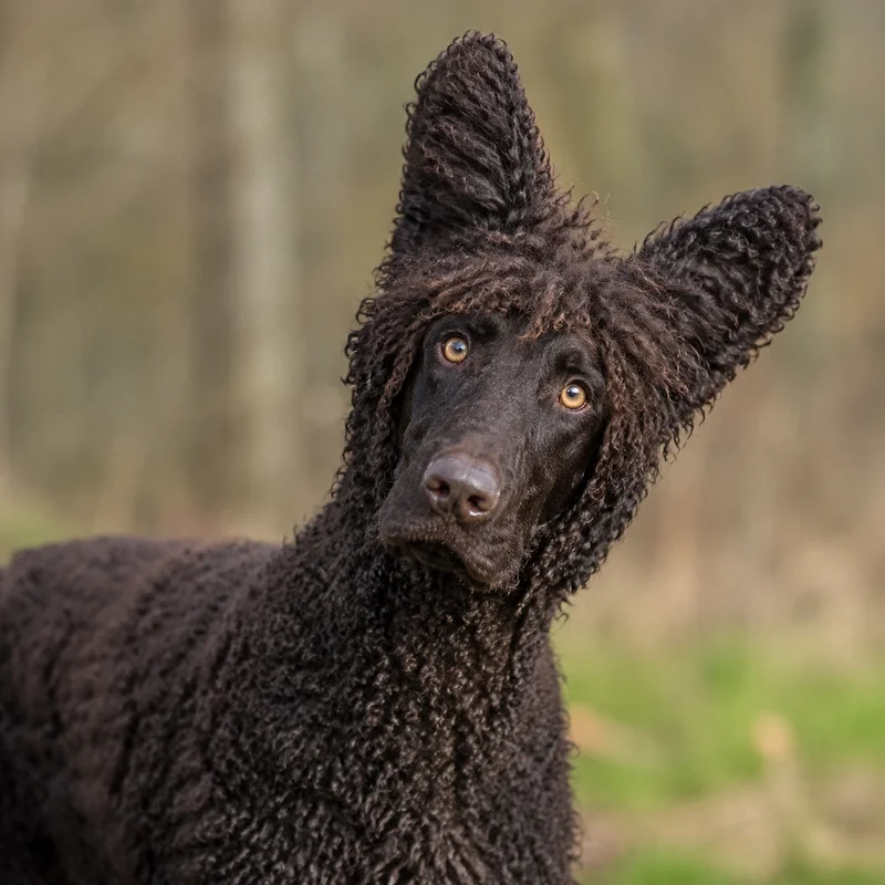 Irish Water Spaniel — alert