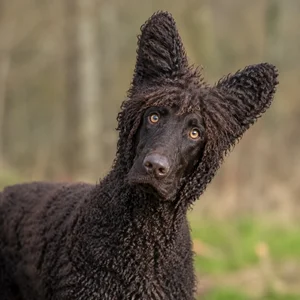 Irish Water Spaniel — alert