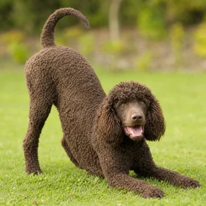 Irish Water Spaniel — playful