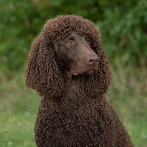 Irish Water Spaniel — relaxed