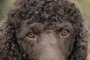 Irish Water Spaniel — eyes