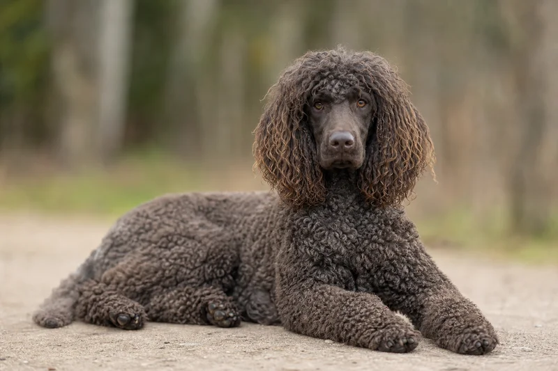 Irish Water Spaniel — lying down