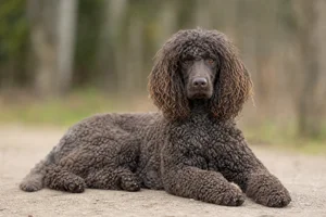 Irish Water Spaniel — lying down