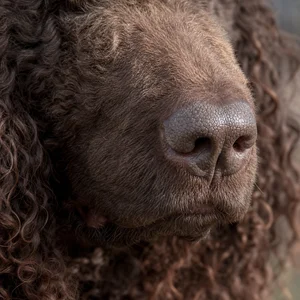 Irish Water Spaniel — nose