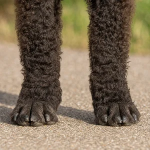 Irish Water Spaniel — paws