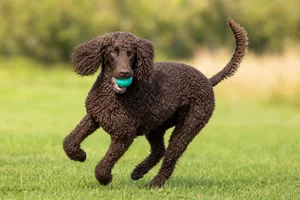 Irish Water Spaniel — playing