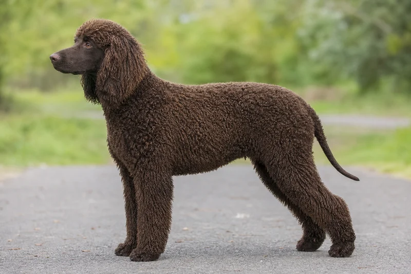 Irish Water Spaniel — side