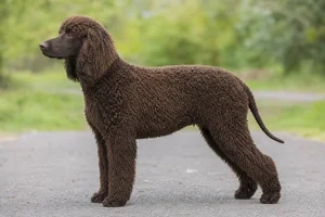 Irish Water Spaniel dog