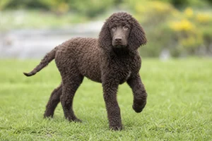Irish Water Spaniel — puppy (~4 mo)