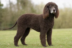 Irish Water Spaniel — senior