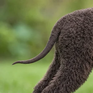Irish Water Spaniel — tail