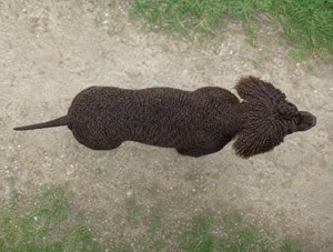 Irish Water Spaniel — top