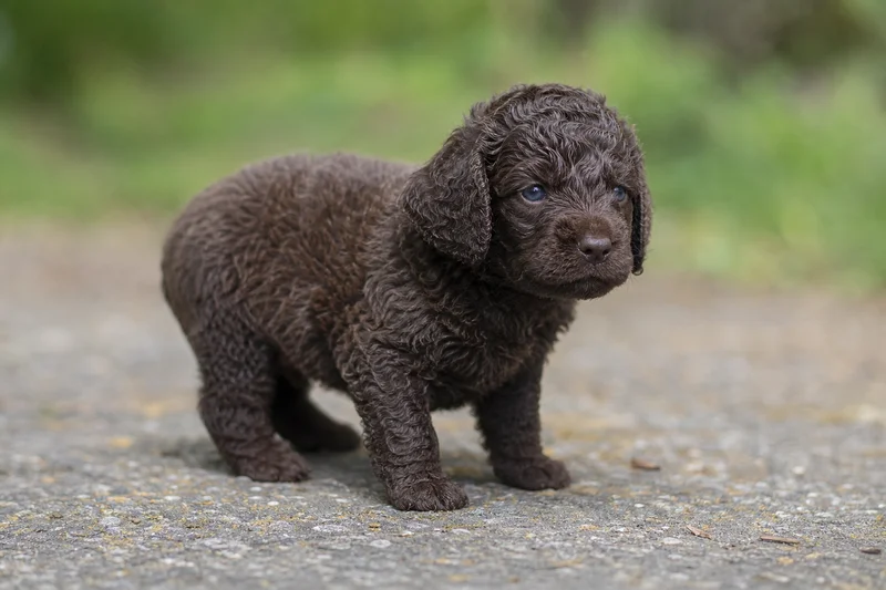 Irish Water Spaniel — young puppy (~1 mo)