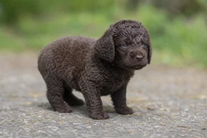 Irish Water Spaniel — young puppy (~1 mo)