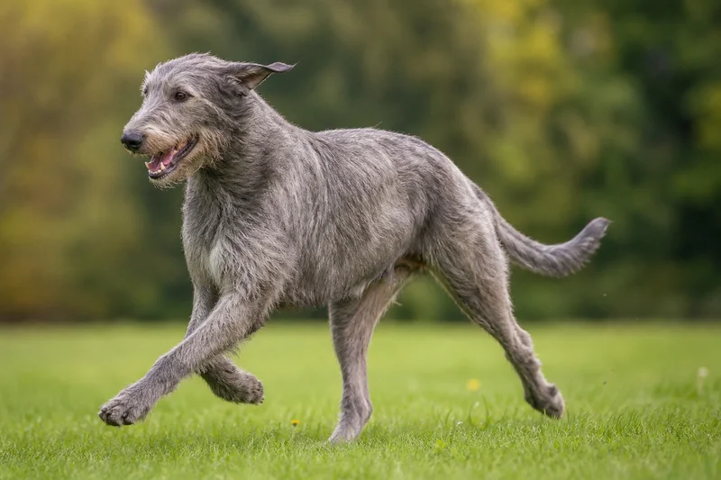 Irish Wolfhound — running